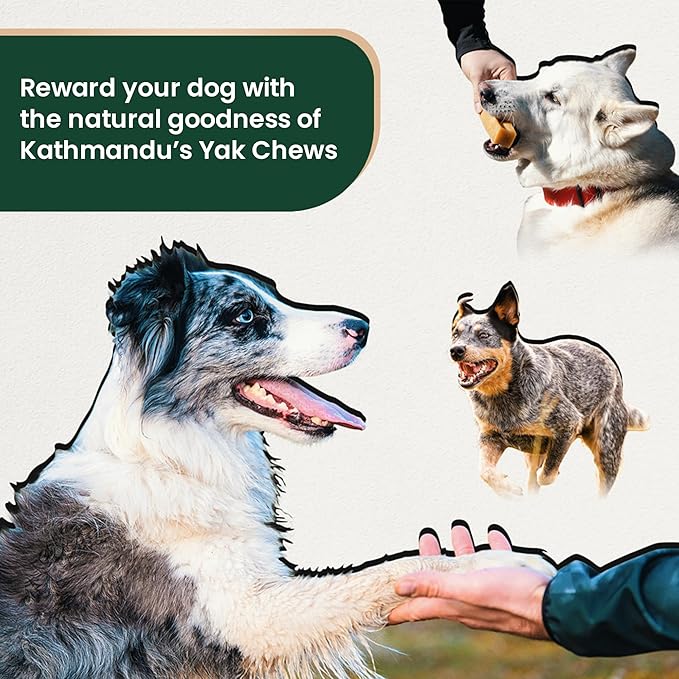 Authentic Himalayan Yak Cheese for Dogs - XLarge (Pack of 6) - Sourced from Pristine Himalayan Foothill, Rawhide-Free, NO preservatives