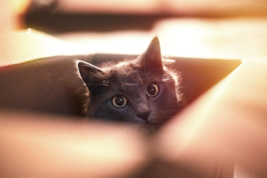 Why Cats Hide: Understanding a Natural Feline Behavior