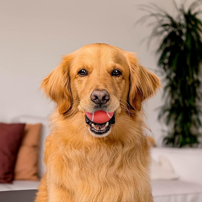 Playology Dog Toys | Squeaky Chew Ball - Bouncy Durable Floating Fetch Ball for Dogs, Value 2-Pack | Medium Beef Scented Toy - Easy to Clean and Made from Non Toxic Materials