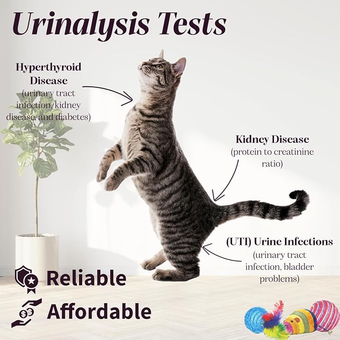 One Step Pet Urine Testing Strips, 50 x Urinalysis Parameter Tests for Dogs, Cats, Vets, Accurate Testing for Veterinarians, Detects UTI, Diabetes, Bladder, Kidney, Liver, SG, pH, Glucose
