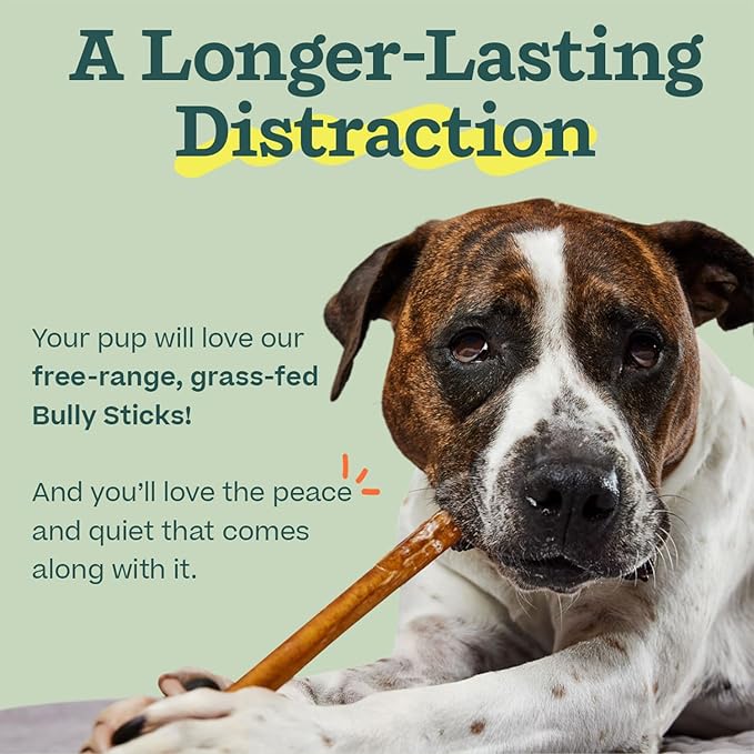 WOOF Bully Sticks Dog Treats - Chew Sticks for Dogs - Long-Lasting Dog Chew Treats - Made with Free-Range, Grass-Fed Beef - 12" Sticks - 10pk