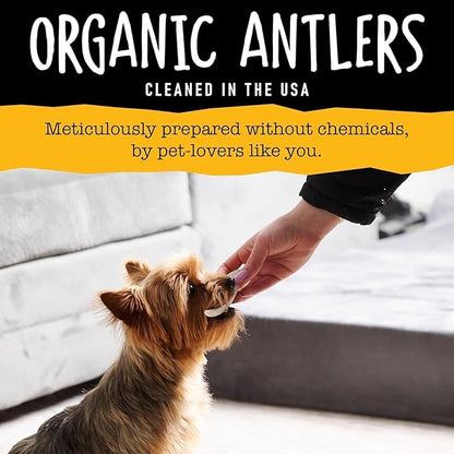 Snatchers Deer Antlers for Mild to Aggressive Chewers – Durable, Naturally Shed Antlers for Dogs Processed in The USA, No Additives (Large, 7-8", 1 Count)