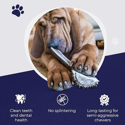 Devil Dog Pet Co. Split Elk Antlers for Dogs, Medium 5"+, 1 Pack, Grade A Long Lasting Chew for Aggressive Chewers, Premium USA Naturally Shed Antler – Healthy, No Odor, Durable Dog Chew