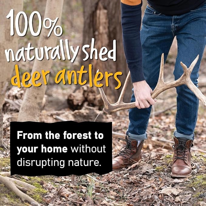 Snatchers Deer Antlers for Mild to Aggressive Chewers – Durable, Naturally Shed Antlers for Dogs Processed in The USA, No Additives (Medium, 5-7", 1 Count)