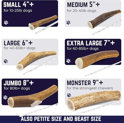 Devil Dog Pet Co. Elk Antlers for Dogs, Beast 10"+, 1 Pack, Grade A Long Lasting Chew for Aggressive Chewers, Premium USA Naturally Shed Antler – Healthy, No Odor, Durable Dog Chew