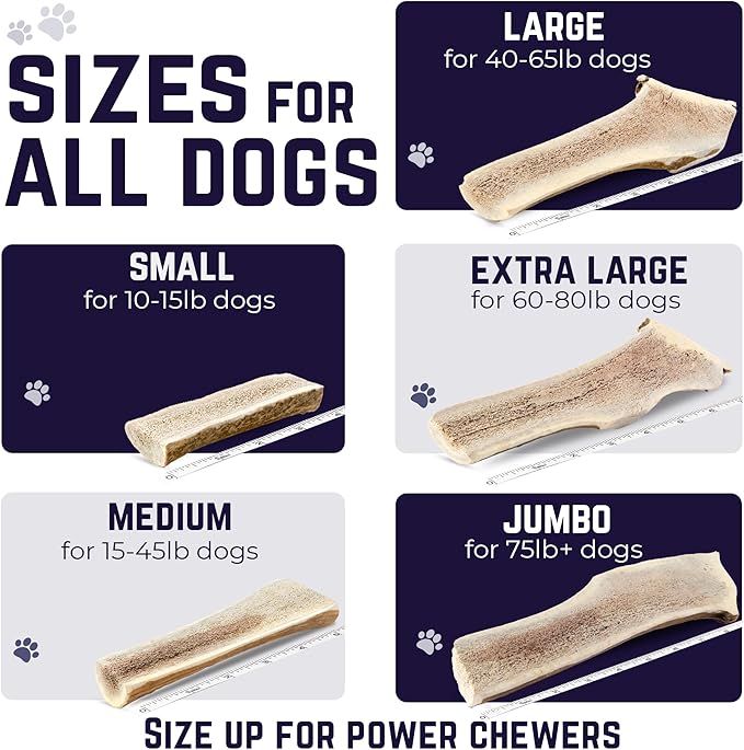 Devil Dog Pet Co. Split Elk Antlers for Dogs, Small 4"+, 2 Pack, Grade A Long Lasting Chew for Aggressive Chewers, Premium USA Naturally Shed Antler – Healthy, No Odor, Durable Dog Chew