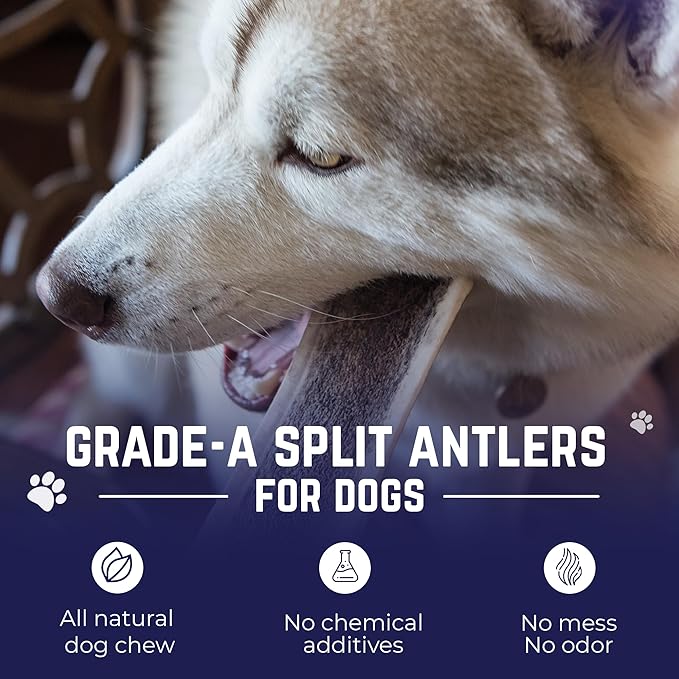 Devil Dog Pet Co. Split Elk Antlers for Dogs, Jumbo 8"+, 1 Pack, Grade A Long Lasting Chew for Aggressive Chewers, Premium USA Naturally Shed Antler – Healthy, No Odor, Durable Dog Chew
