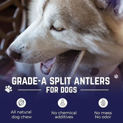 Devil Dog Pet Co. Split Elk Antlers for Dogs, Jumbo 8"+, 1 Pack, Grade A Long Lasting Chew for Aggressive Chewers, Premium USA Naturally Shed Antler – Healthy, No Odor, Durable Dog Chew