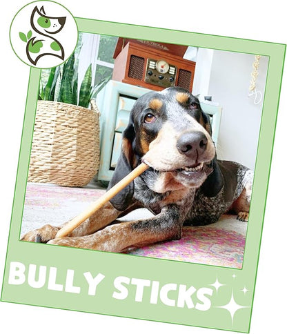 Nature Gnaws Bully Sticks for Dogs 11-12" (1Lb) - Mixed Thickness - Long Lasting for Aggressive Chewers and Large Dogs - Natural Beef Dog Chew Bones
