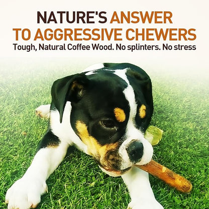 Wildfang® Olive Wood Chewing Sticks for Dogs, Large - Tough Chew Toys for Aggressive Chewers, Puppy Chew Toys for Teething, Training for Chewing Muscles, Olive Wood Stick for Dog (Over 55lbs), 3pack