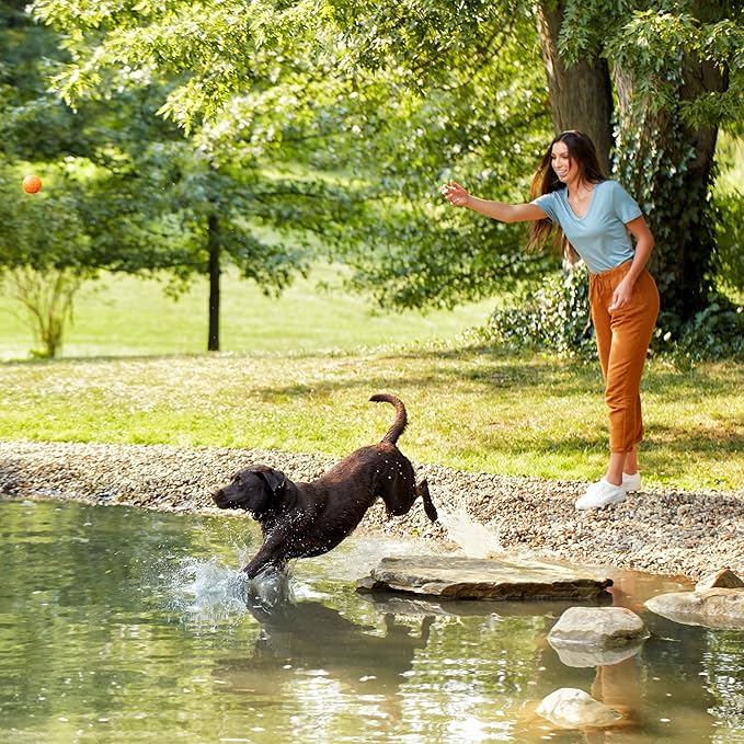 Nature′s Recipe Lamb, Barley & Brown Rice Recipe Dry Dog Food, 4 lb. Bag